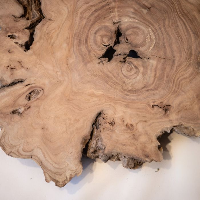 A raw live-edge burl slab, rings and knots visible, before any burning